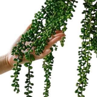 É LINDO! É PREMIUM! Pendente de  Bolinhas Verdes Folhagem Artificial Decoração Enfeite Decorativas