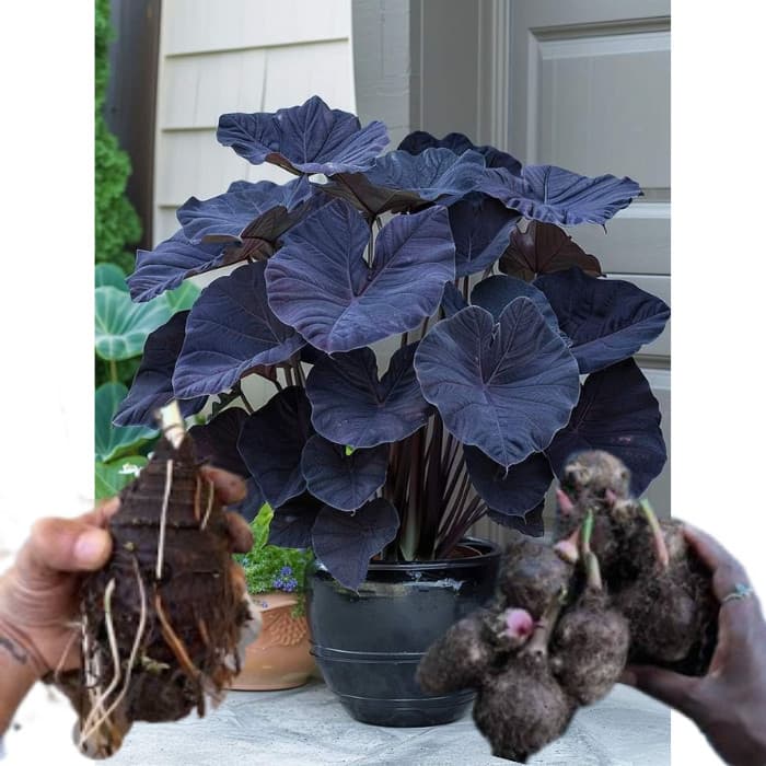 bulbo de caladium Crimson Halo (tinhorão)
