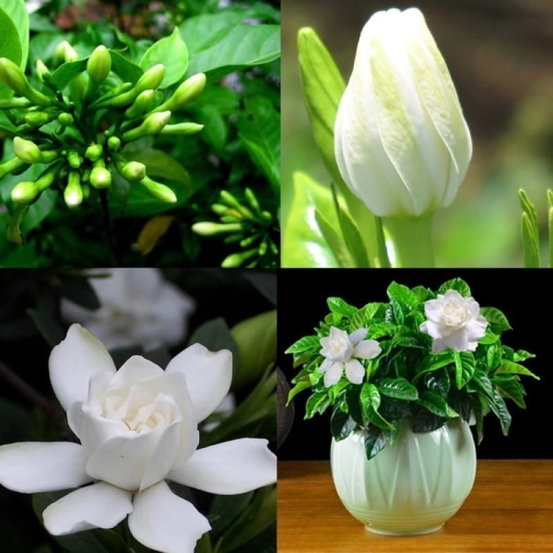 Envio rápido Pcs Gardenia Cape Jasmine Fragrância Aromática Flor 50 100 Sementes Plantas em Vaso para Varanda à Venda F