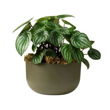 Cachepo DUE N6 Cuia 21 - 24,0 x 14,00 Raiz Cor  Verde Militar