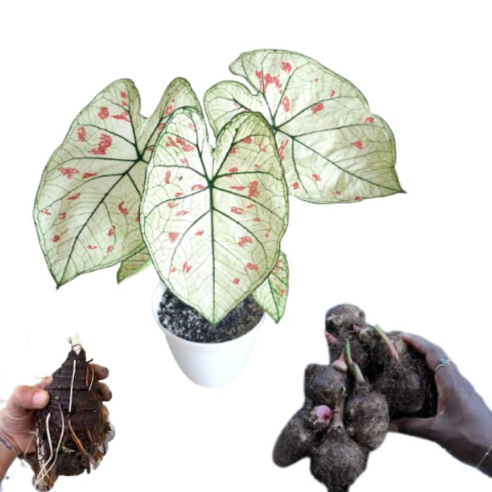 Bulbo de Caladium Nebula Pink (tinhorão)