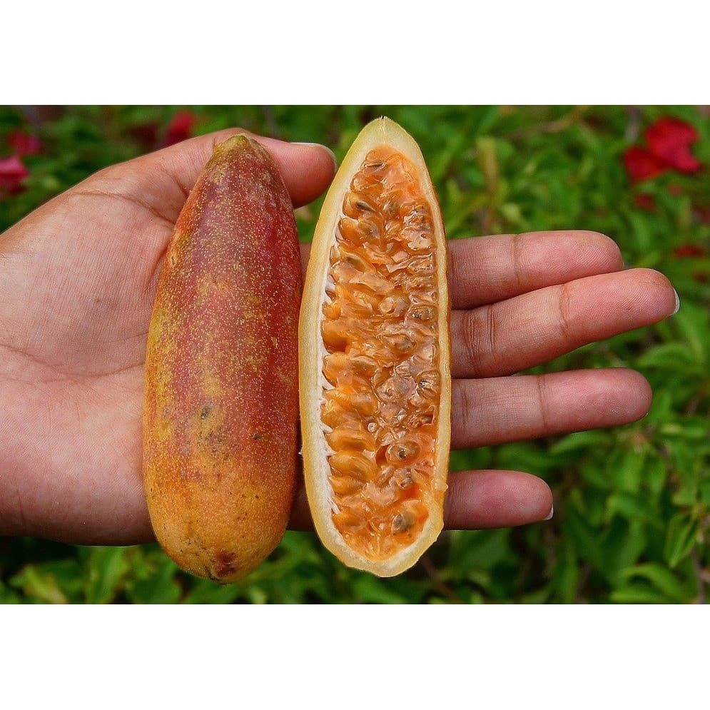50 Sementes Fruta Maracuja Banana Passiflora Molissima Curuva - Jardim Decoração Horta sementes organicas