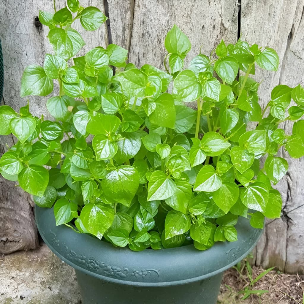 1000 Sementes de Oriri Erva de Jabuti Peperomia Medicinal para Plantio Jardim Horta Fácil Germinação