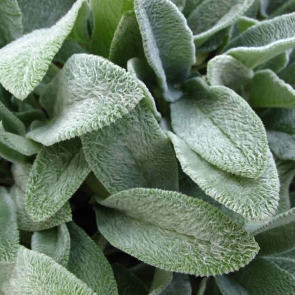 1000 Sementes Peixinho da Horta (Lambari de Folha) Stachys byzantina | Hortaliça Comestível p/ Vasos e Jardim