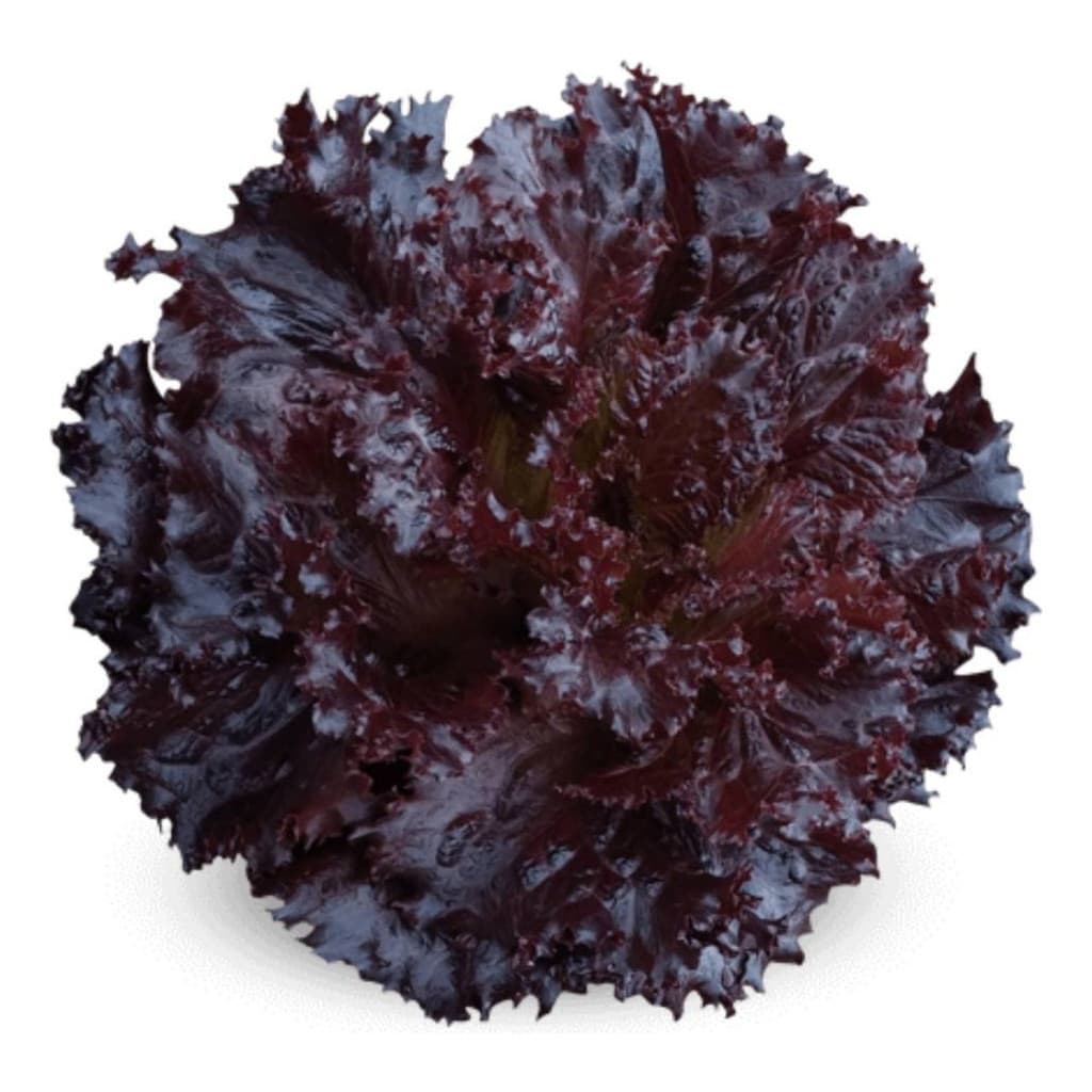 1000 Sementes de Alface Crespa Roxa Topsee | Hortaliça para Horta, Plantio Fácil, Alta Germinação