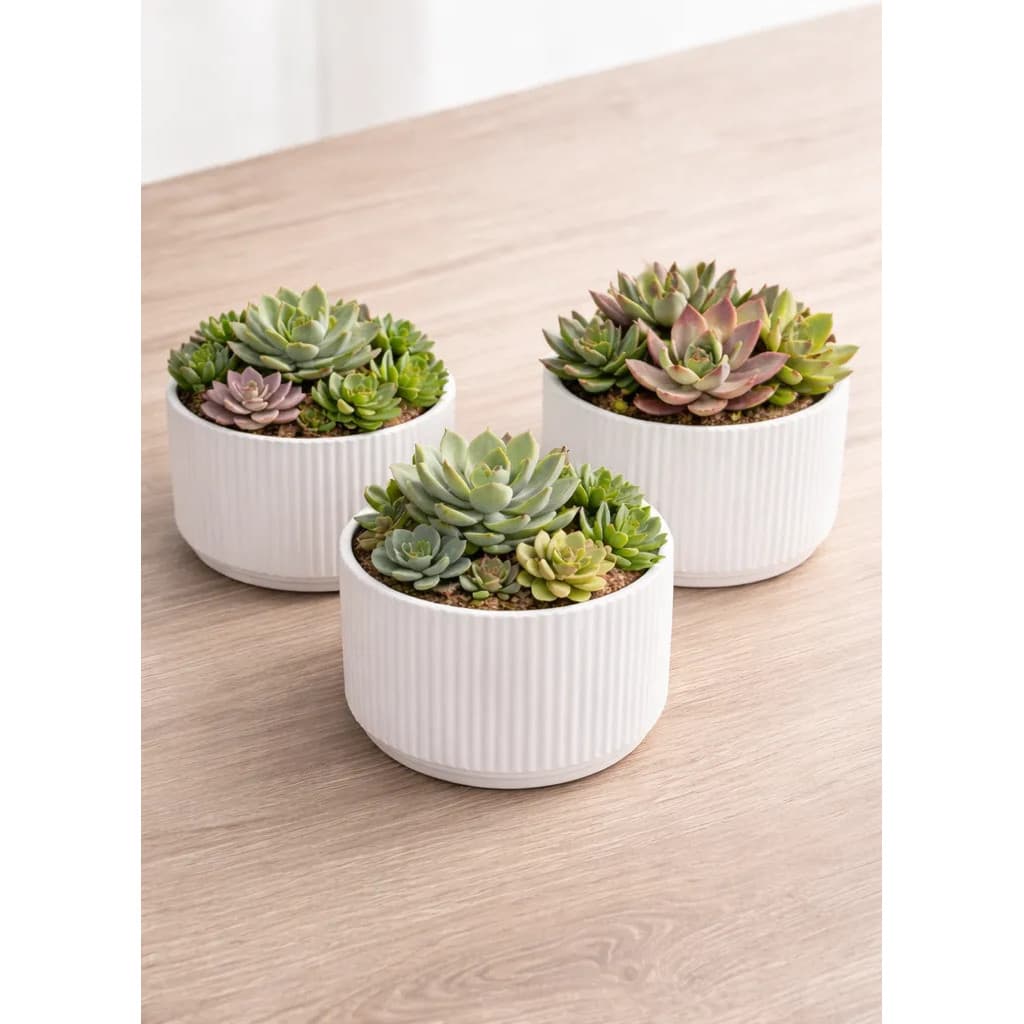 3 Vasos Cachepot Decorativo Moderno Para Suculentas Jolux