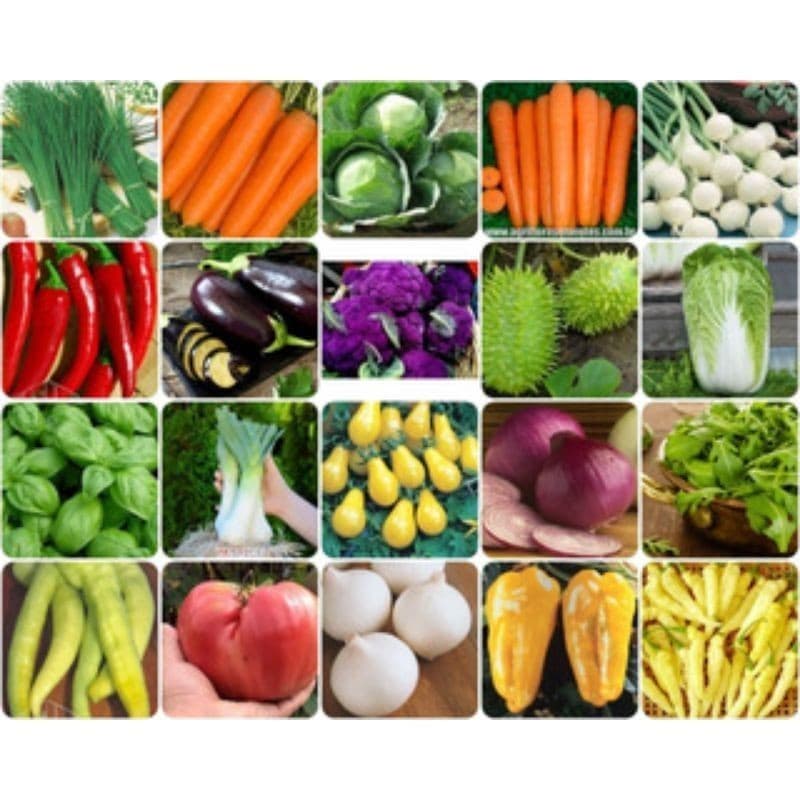 Kit 2000 Sementes Hortaliças e Ervas | 15 Variedades Sortidas | Horta em Casa | Alta Germinação
