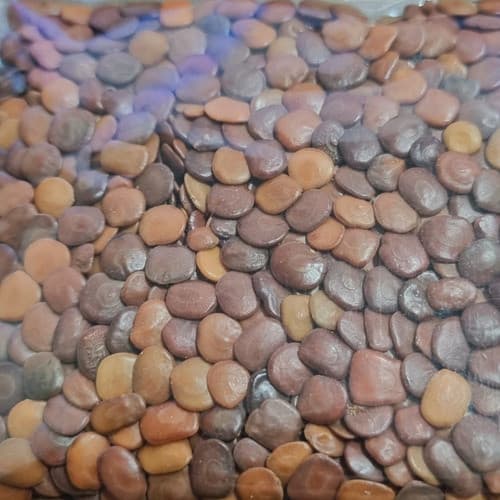 5.000 Sementes Selecionadas De Sansão Do Campo Cerca Viva
