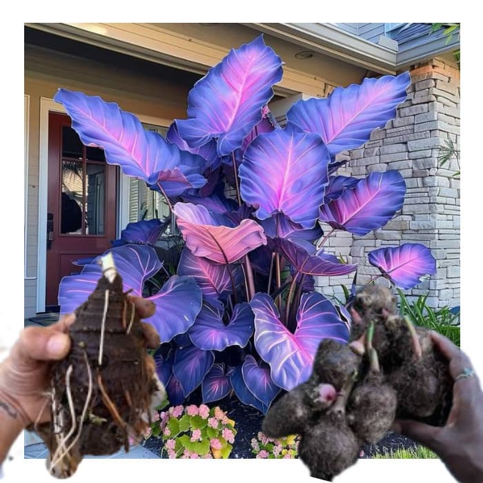 bulbo de caladium Ruby Constellation (tinhorão)
