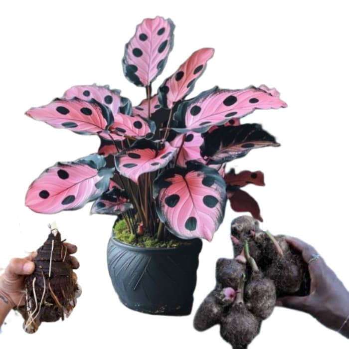 Bulbo de Caladium Spring Aurora (tinhorão)