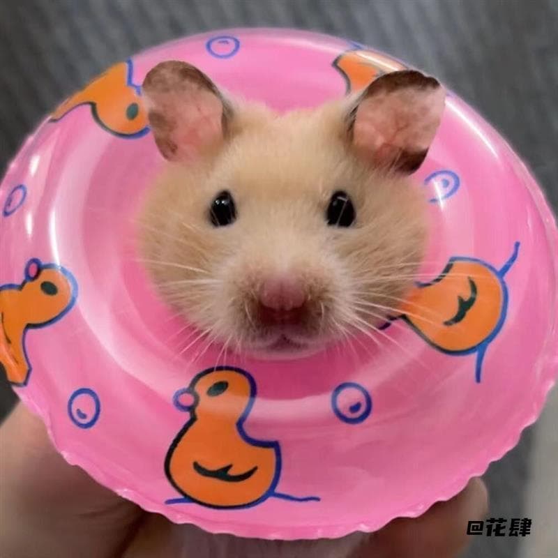 Papagaio anel de natação adereços pequeno Hamster anel de natação pequenos animais de estimação banho pássaro brinquedos
