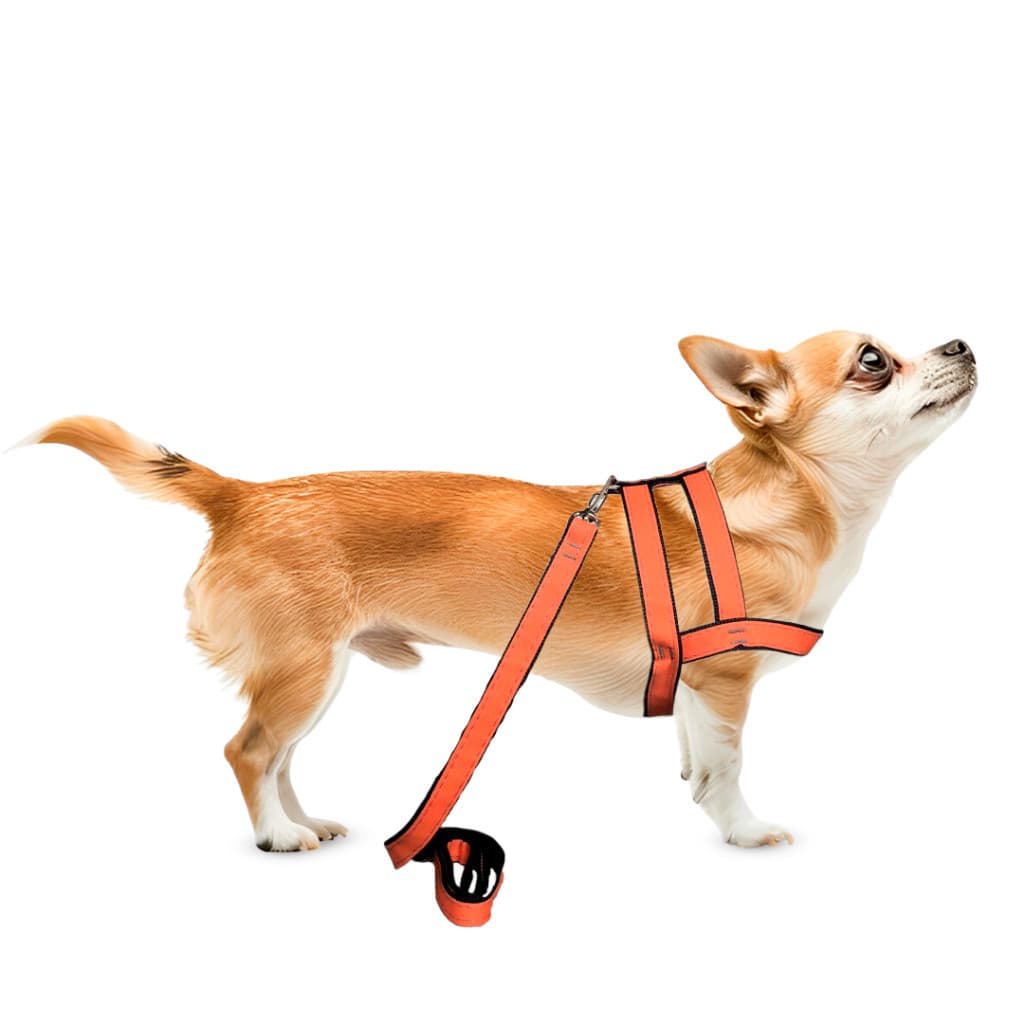 Conjunto Peitoral Com Guia Lona Fluorescente Pet Para Cachorro Cão Pequeno Porte