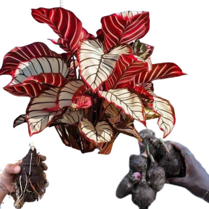 Bulbo de Caladium Celestial Jade (tinhorão)