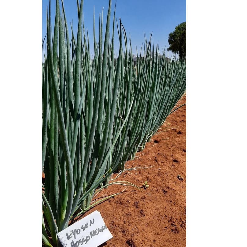 1000 Sementes de Cebolinha Kyosen Hossonegui Importada | Alto Índice de Germinação | Hortaliça para Horta e Vasos