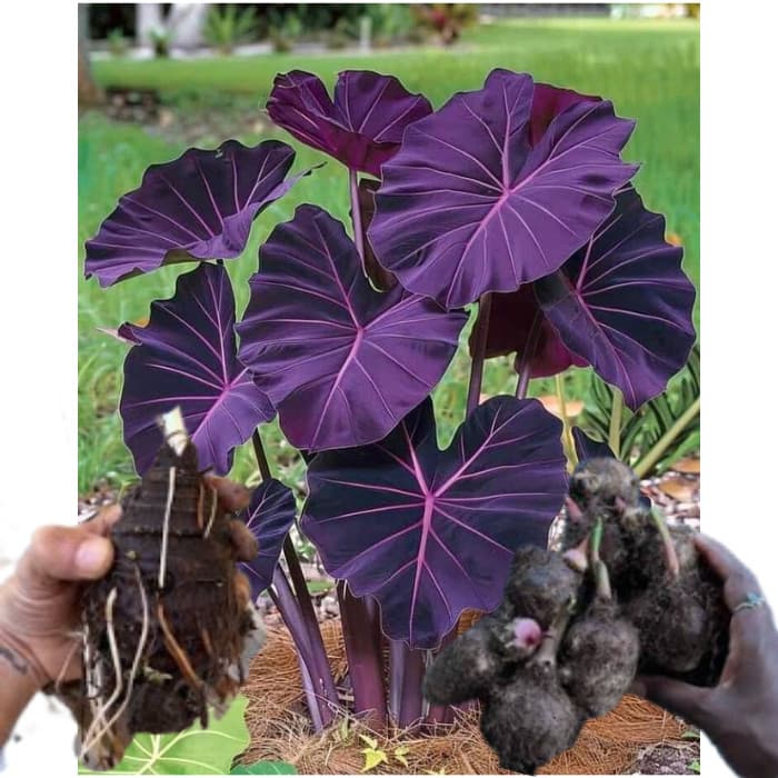 bulbo de caladium Emerald Eclipse (tinhorão)