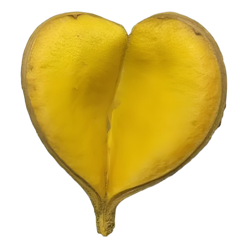 Fava De Oxum Semente Umbanda Candomblé Coração