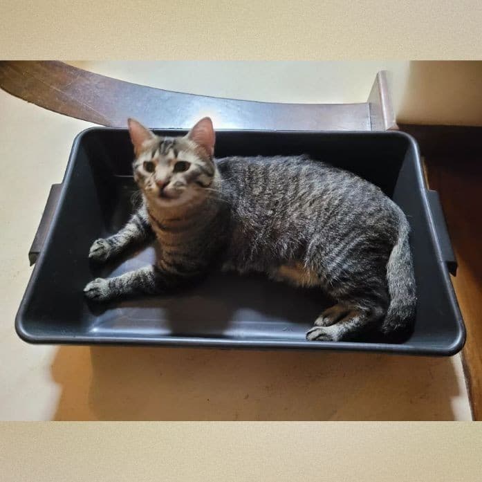 Caixa de Areia para Gato Grande - Caixa Areia Gato