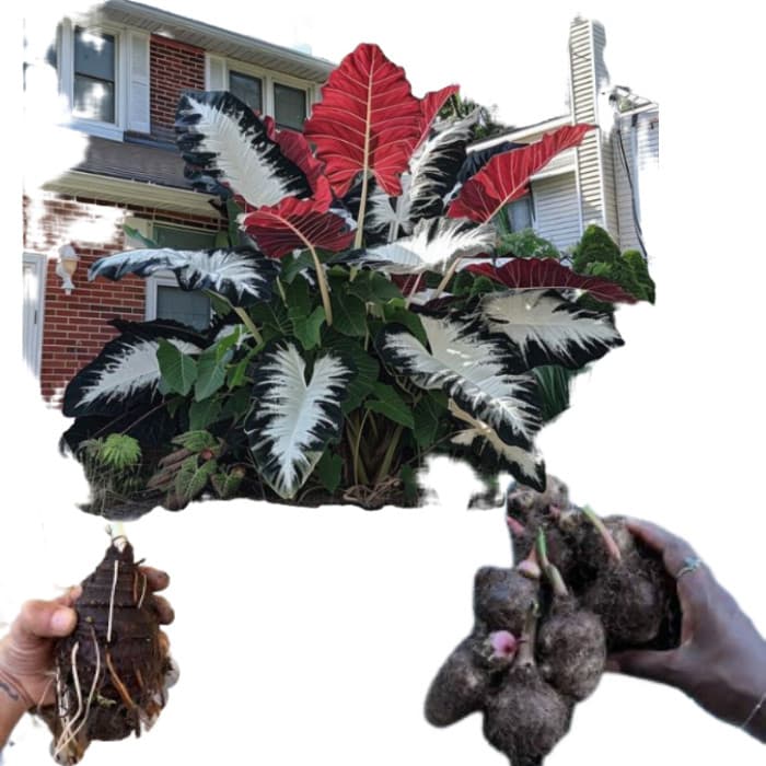 Bulbo de Caladium Imperial Draco (tinhorão)