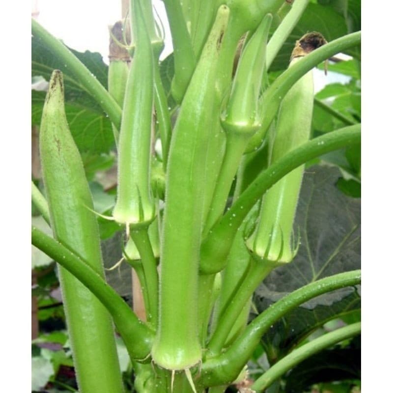 2000 Sementes de Quiabo Santa Cruz Precoce | Quimbobô | Alta Germinação | Hortaliça para Horta e Vasos