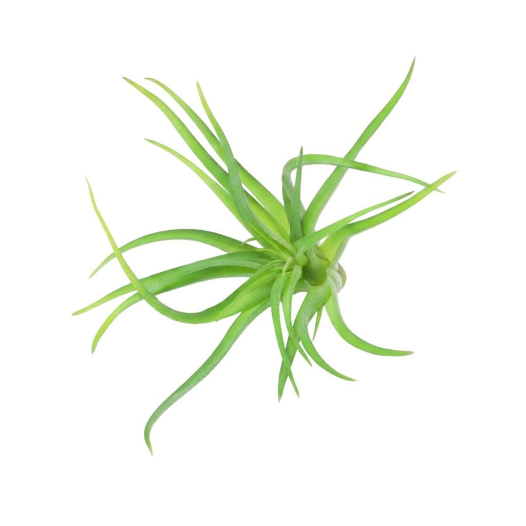 Suculenta Permanente Folhas | Planta Artificial Decorativa