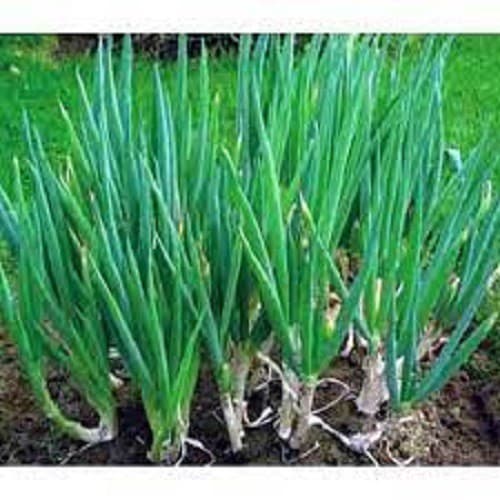 A Sementes de Cebolinha Todo Ano - 1g = 860 sementes, cultive em hortas e jardins C