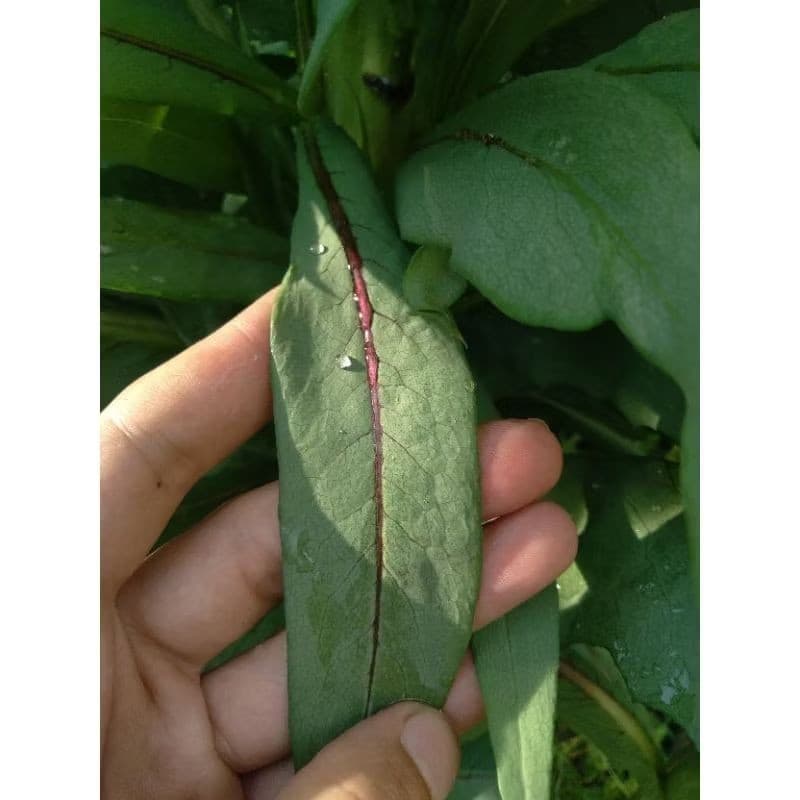 1000 Sementes de Almeirão Roxo (Lactuca) Folha Lisa | Hortaliça Panc | Fácil Cultivo para Horta e Vasos