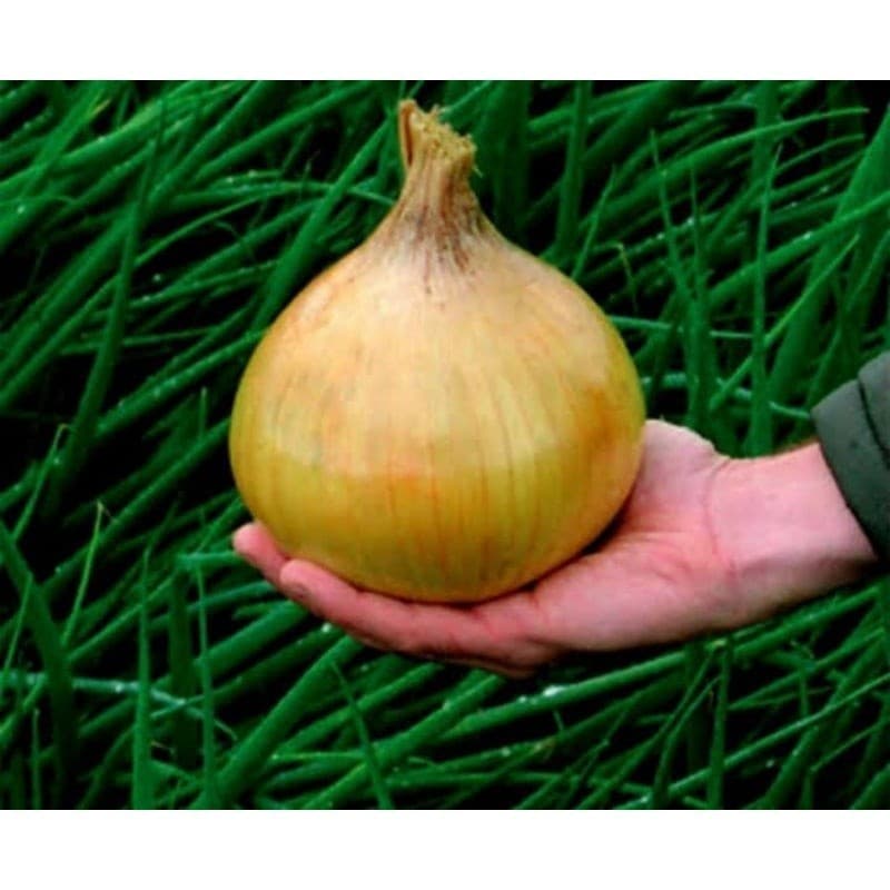 viva a natureza 50 Sementes de Cebola – Fácil Cultivo na Horta Caseira
