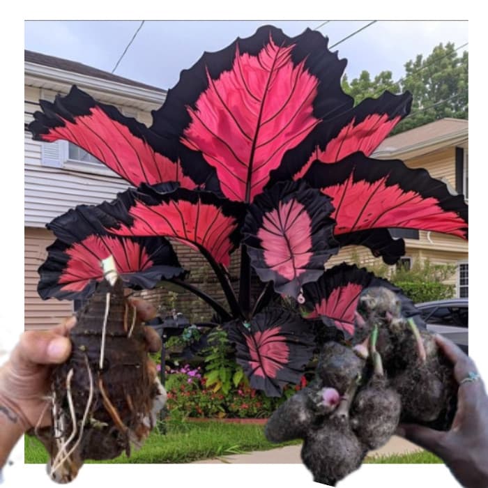 bulbo de caladium Celestial Quartz (tinhorão)