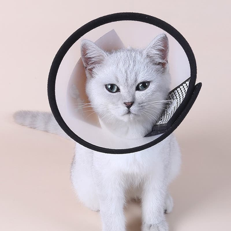 Novo estilo Pet Yin Lisa coleira branca gato cão coleira beleza chapelaria Anti-lamber mordida coleira de cachorro produ