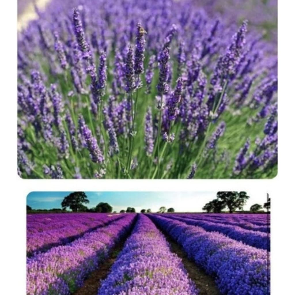Sementes de Lavanda Verdadeira (Alfazema) 200mg c/ 1000 Sementes Aromática Para Jardim Vaso Horta