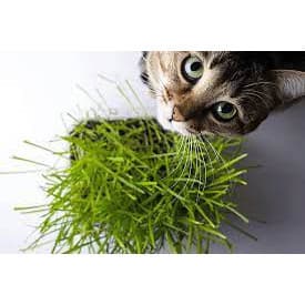 1000 Sementes de Catnip Erva para Gatos (Erva-do-Gato) | Plantio Fácil em Casa | Pet Relaxante