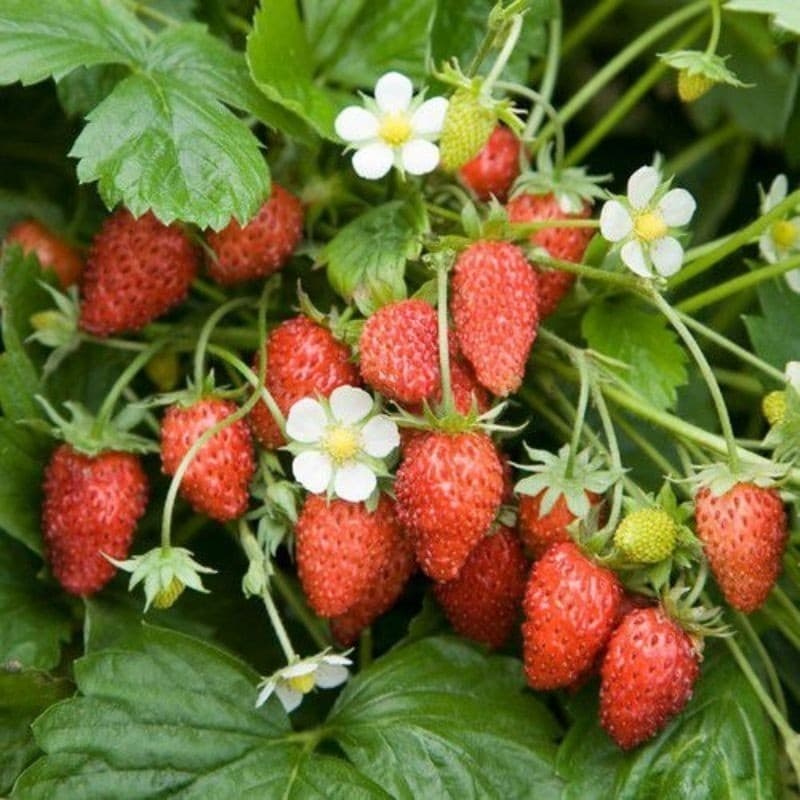 PROMOÇAO 300 Sementes de Morango Silvestre Ideal para vasos canteiros e hortas. SEMENTES ORGANICAS