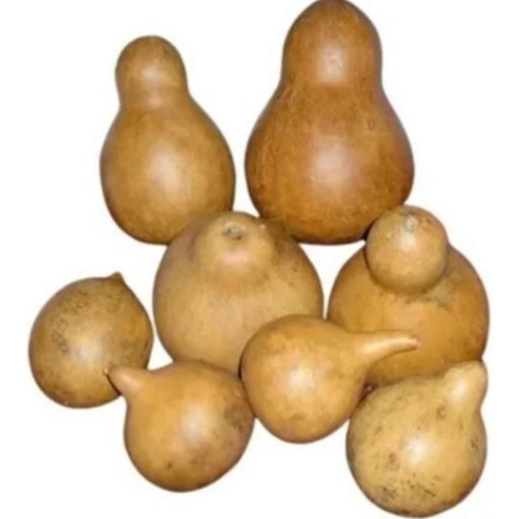 1000 Sementes de Cabaça Silhueta (Cucurbita) | Sementes para Plantio | Horta, Jardim e Artesanato | Alta Germinação