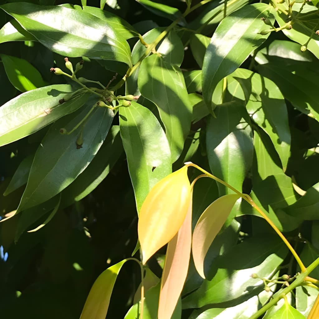 200 Sementes de Canela (Caneleira) para Plantio | Árvore Aromática | Jardim, Horta e Mudas | Alta Germinação