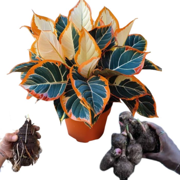 Bulbo de Caladium Imperial Flash (tinhorão)