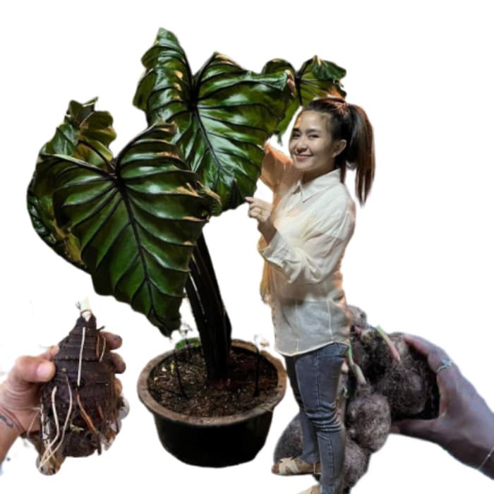 Bulbo de Caladium Celestiko Jade (tinhorão)
