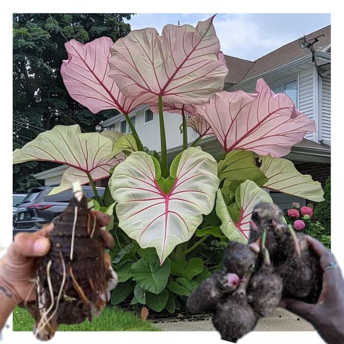 bulbo de caladium Pink Nebula (tinhorão)