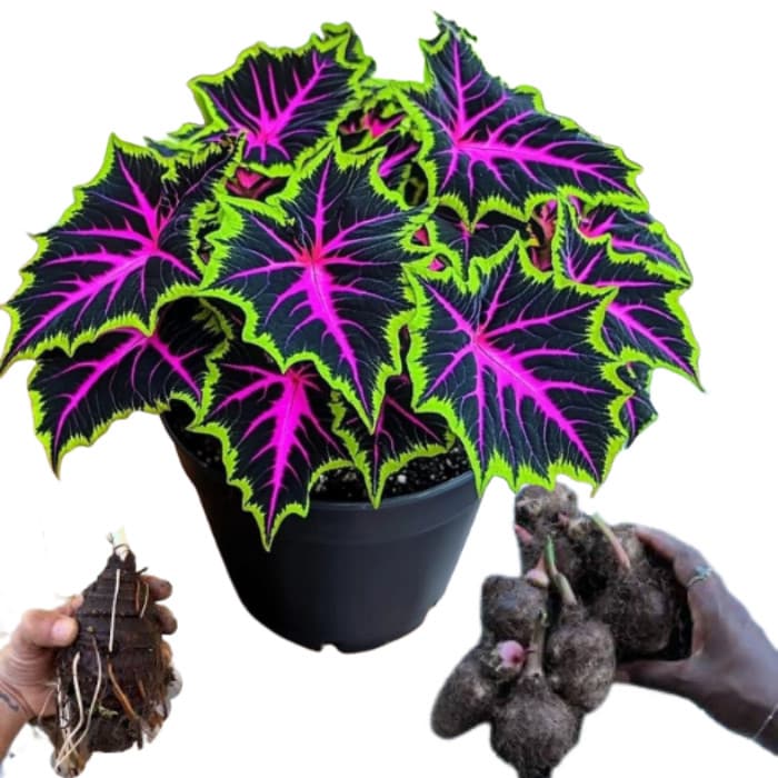 Bulbo de Caladium Coral Supernova (tinhorão)