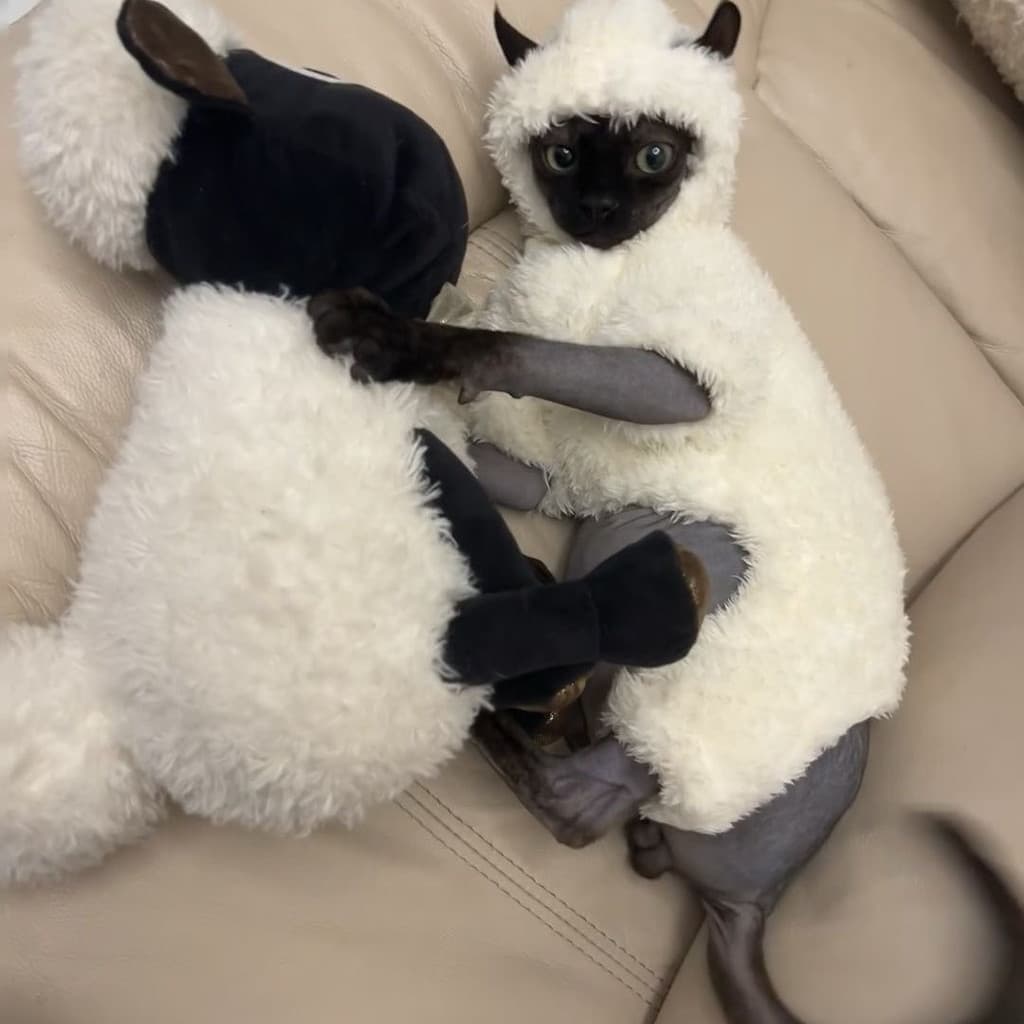 W roupas de gato sem lã outono inverno engrossado lã-velo quente roupas de quatro patas esfinge gato alemão cordeiro vel
