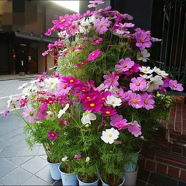 Cultivo prático Mistura de Flores Cosmos, Cores Misturadas, Calliopsis Cosmos, Decoração de Jardim e Varanda, Plantas pa