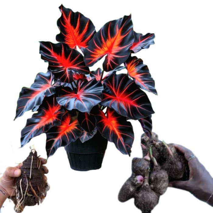 Bulbo de Caladium Crimson Universe (tinhorão)