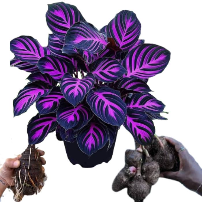 Bulbo de Caladium Crimson Nebula (tinhorão)