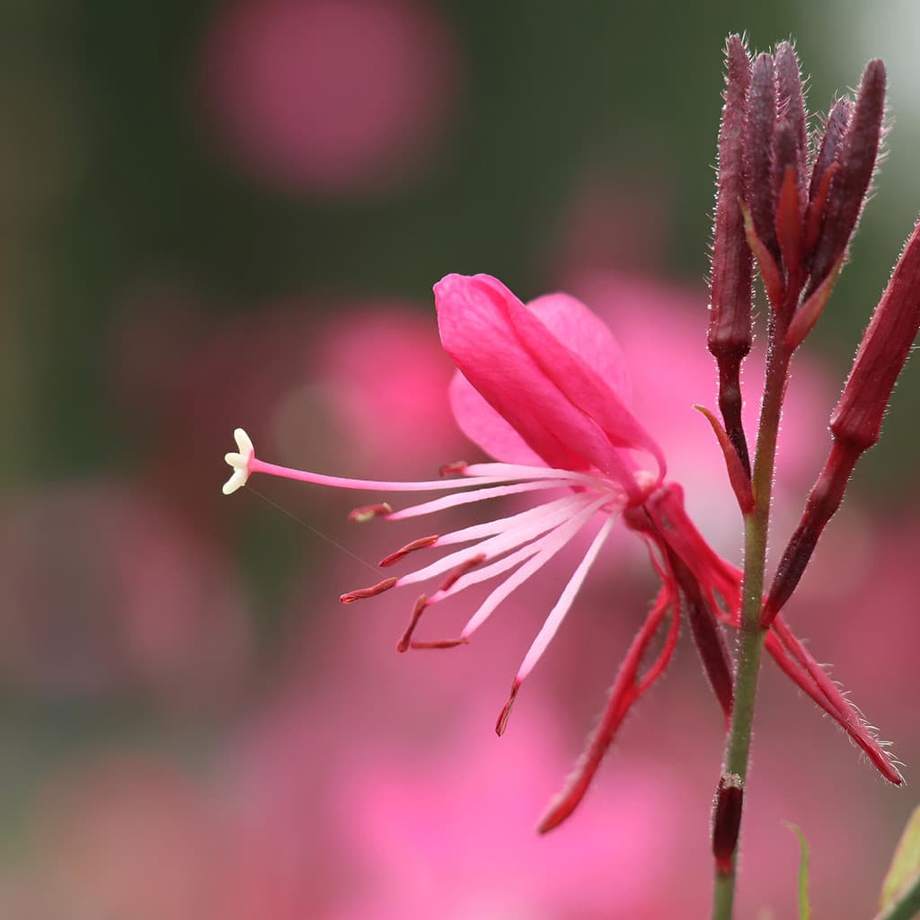flores ornamentais 100 Gaura Sementes Fácil Cultivo Poda Rústica planta para vaso