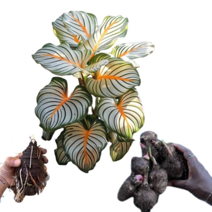 Bulbo de Caladium Solar Enchantment (tinhorão)