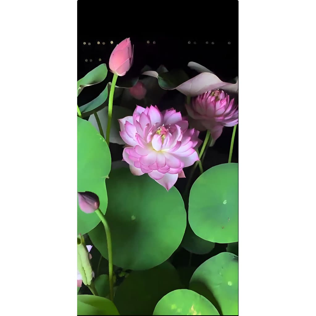 ambiente verde Sementes De Lótus | Planta Aquática Para Jardim E Vaso