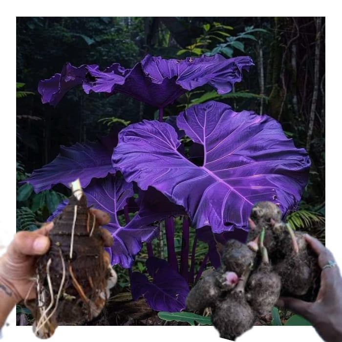 bulbo de caladium Mystic Meteor (tinhorão)