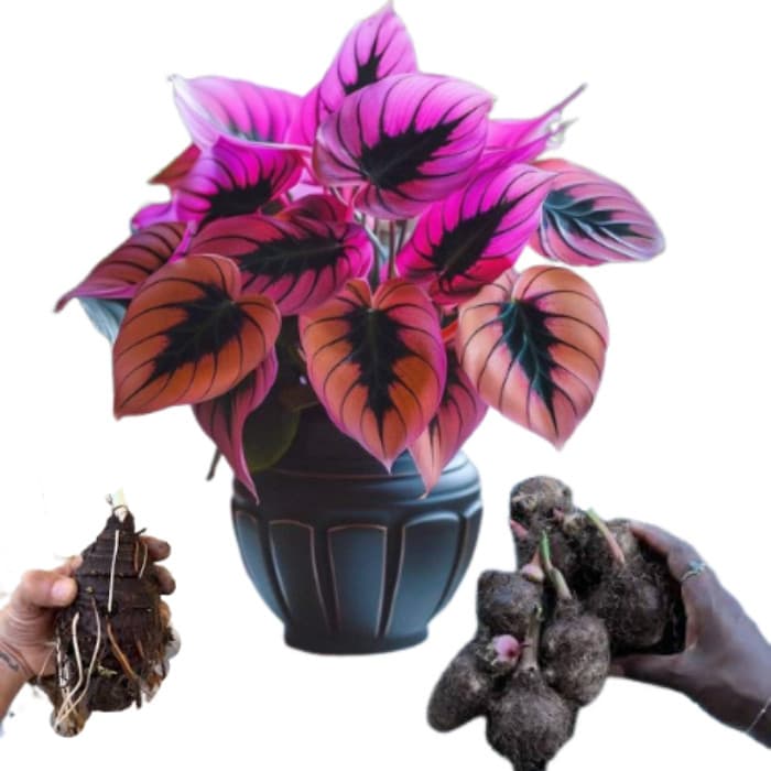 Bulbo de Caladium Spring Blossom (tinhorão)