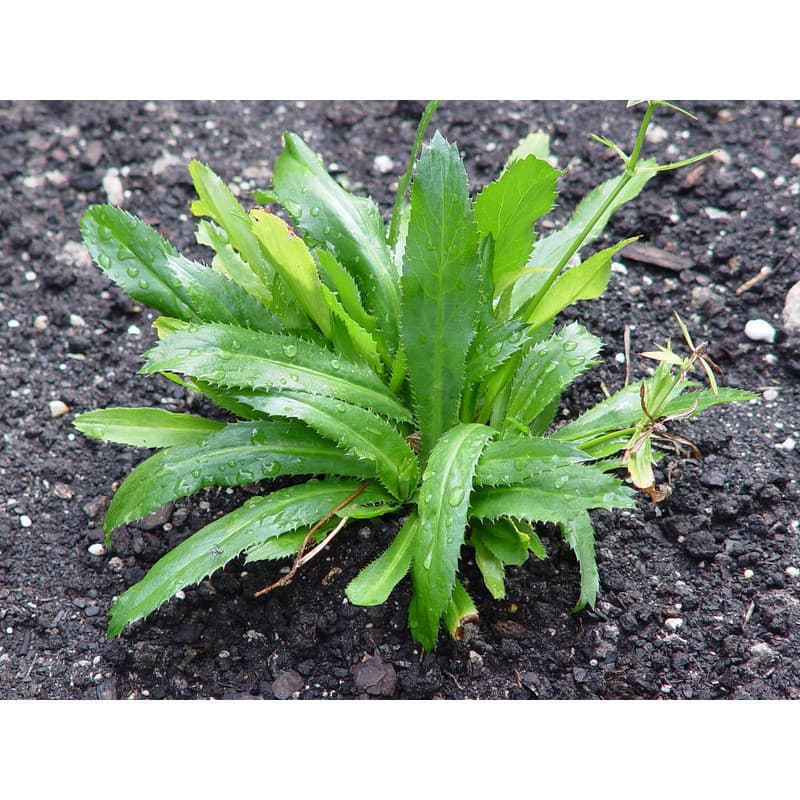 1000 Sementes de Coentro da Índia (Eryngium) para Plantio | Germinação Rápida | Horta Jardim Temperos