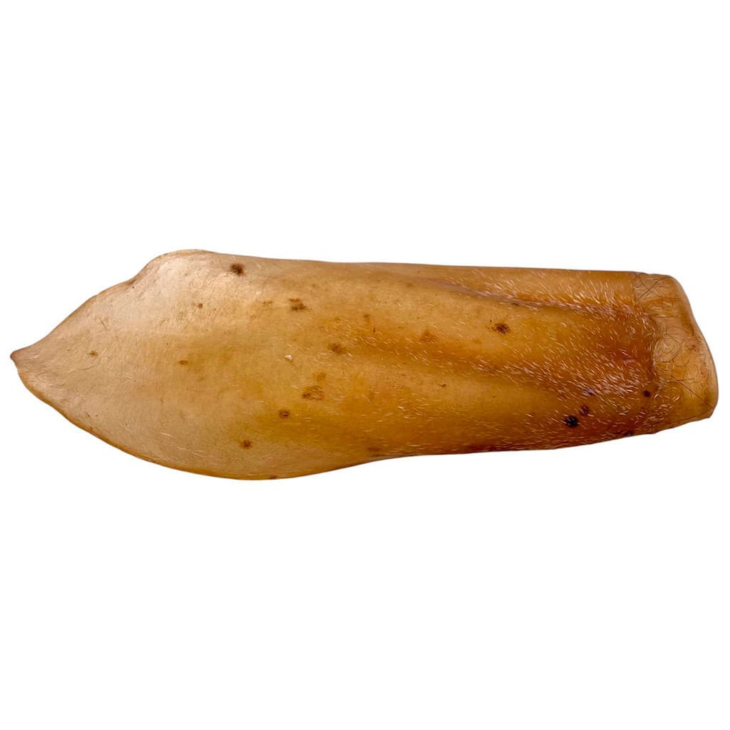 Orelha Bovina BeefBone Mordedor Natural Snack Super Premium Cachorros Cães