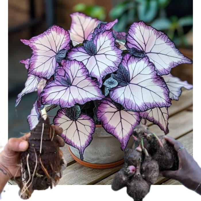 bulbo de caladium Scarlet Veil (tinhorão)